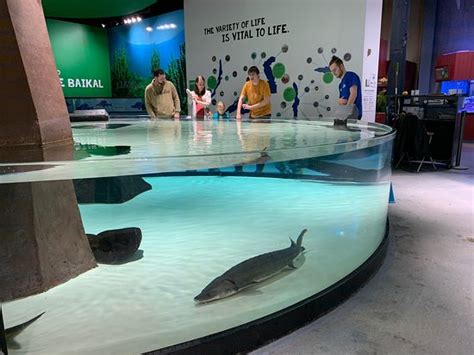 Aquarium duluth - Duluth aquarium attendance reaches 20-year high The Great Lakes Aquarium will seek nearly $700,000 in state bonding funds to refresh its …